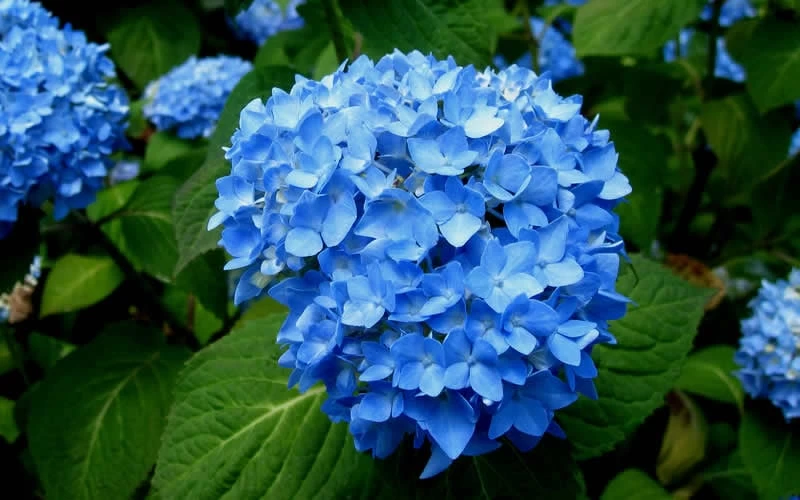 Endless Summer Hydrangea Original - 1 Gallon Pot 9 Endless Summer Hydrangea Original - 1 Gallon Pot - Image 7