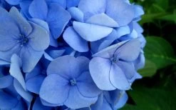 Endless Summer Hydrangea Original - 7 Gallon Pot 14 Endless Summer Hydrangea Original - 7 Gallon Pot -Garden & Outdoor Sale Shop Hydrangea Endless Summer Closeup 2 3