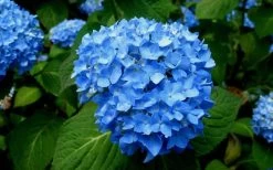 Endless Summer Hydrangea Original - 3 Gallon Pot -Garden & Outdoor Sale Shop Hydrangea Endless Summer Closeup