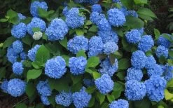 Endless Summer Hydrangea Original - 3 Gallon Pot -Garden & Outdoor Sale Shop Hydrangea Endless Summer Closeup 3
