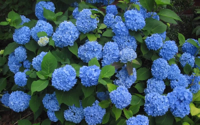 Endless Summer Hydrangea Original - 7 Gallon Pot 7 Endless Summer Hydrangea Original - 7 Gallon Pot - Image 5