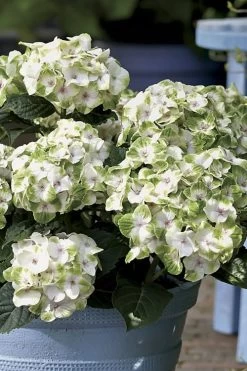 Everlasting Noblesse Hydrangea - 3 Gallon Pot -Garden & Outdoor Sale Shop Hydrangea Everlasting Noblesse 1