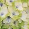 Everlasting Noblesse Hydrangea - 3 Gallon Pot -Garden & Outdoor Sale Shop Hydrangea Everlasting Noblesse 2