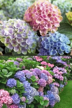 Everlasting Revolution Hydrangea - 3 Gallon Pot -Garden & Outdoor Sale Shop Hydrangea Everlasting Revolution 2