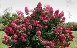 Fire Light Hydrangea - 3 Gallon Pot -Garden & Outdoor Sale Shop Hydrangea Fire Light 1