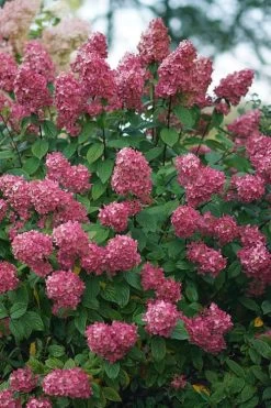 Fire Light Hydrangea - Single Trunk Topiary Tree - 5 Gallon Pot -Garden & Outdoor Sale Shop Hydrangea Fire Light 2 1