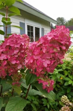 Fire Light Hydrangea - Single Trunk Topiary Tree - 5 Gallon Pot -Garden & Outdoor Sale Shop Hydrangea Fire Light 3 1