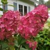 Fire Light Hydrangea - 3 Gallon Pot 1 Fire Light Hydrangea - 3 Gallon Pot -Garden & Outdoor Sale Shop Hydrangea Fire Light 3