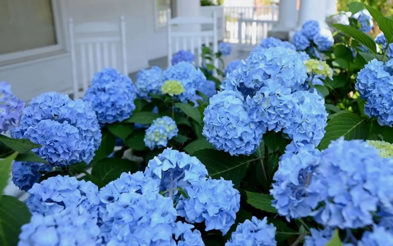 Nikko Blue Hydrangea - 2 Gallon Pot 6 Nikko Blue Hydrangea - 2 Gallon Pot - Image 4