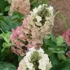Jetstream Oakleaf Hydrangea - 3 Gallon Pot -Garden & Outdoor Sale Shop Hydrangea Jetstream