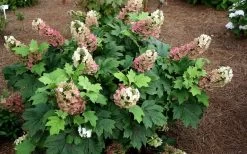 Jetstream Oakleaf Hydrangea - 3 Gallon Pot -Garden & Outdoor Sale Shop Hydrangea Jetstream 5