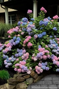 L.A. Dreamin Hydrangea - 3 Gallon Pot -Garden & Outdoor Sale Shop Hydrangea LA Dreamin 5