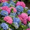 L.A. Dreamin Hydrangea - 3 Gallon Pot -Garden & Outdoor Sale Shop Hydrangea LA Dreamin 500x750 1