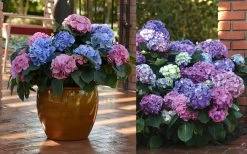 L.A. Dreamin Hydrangea - 3 Gallon Pot -Garden & Outdoor Sale Shop Hydrangea LA Dreamin Blooms 2