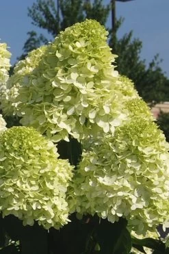 Limelight PeeGee Hydrangea - 3 Gallon Pot -Garden & Outdoor Sale Shop Hydrangea Limelight 101 1