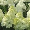 Limelight PeeGee Hydrangea - 7 Gallon Pot (3-4')