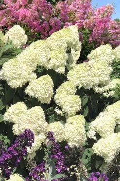 Limelight PeeGee Hydrangea - 3 Gallon Pot -Garden & Outdoor Sale Shop Hydrangea Limelight 110 1