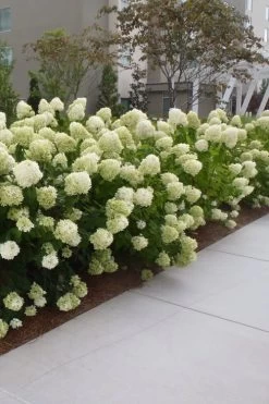 Limelight PeeGee Hydrangea - 6 Pack Of 1 Gallon Pots 15 Limelight PeeGee Hydrangea - 6 Pack Of 1 Gallon Pots -Garden & Outdoor Sale Shop Hydrangea Limelight 20 1