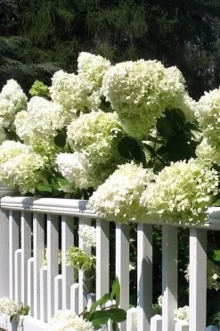 Limelight PeeGee Hydrangea - 3 Gallon Pot -Garden & Outdoor Sale Shop Hydrangea Limelight 21 2