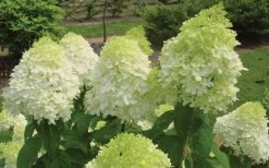 Limelight PeeGee Hydrangea - 1 Gallon Pot -Garden & Outdoor Sale Shop Hydrangea Limelight Flowers