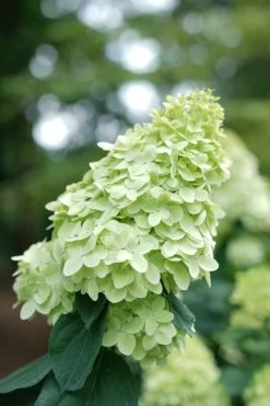 Limelight Prime Hydrangea - 2 Gallon Pot -Garden & Outdoor Sale Shop Hydrangea Limelight Prime 1 1