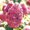 Limelight Prime Hydrangea - 2 Gallon Pot -Garden & Outdoor Sale Shop Hydrangea Limelight Prime 3 1
