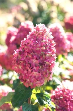 Limelight Prime Hydrangea - 2 Gallon Pot