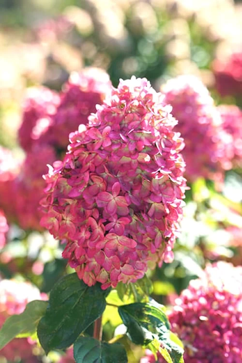 Limelight Prime Hydrangea - 3 Gallon Pot 3 Limelight Prime Hydrangea - 3 Gallon Pot