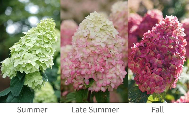 Limelight Prime Hydrangea - 3 Gallon Pot 6 Limelight Prime Hydrangea - 3 Gallon Pot - Image 4