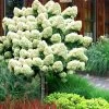 Limelight PeeGee Hydrangea - Single Trunk Topiary Tree - 5 Gallon Pot -Garden & Outdoor Sale Shop Hydrangea Limelight Standard Tree Form 2