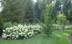 Limelight PeeGee Hydrangea - 3 Gallon Pot -Garden & Outdoor Sale Shop Hydrangea Limelight hedge natural 2