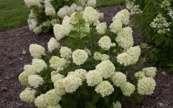 Little Lime Hydrangea - 3 Pack Of Quart Pots -Garden & Outdoor Sale Shop Hydrangea Little Lime 1 3