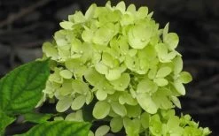 Little Lime Hydrangea - 6 Pack Of 1 Gallon Pots -Garden & Outdoor Sale Shop Hydrangea Little Lime 2
