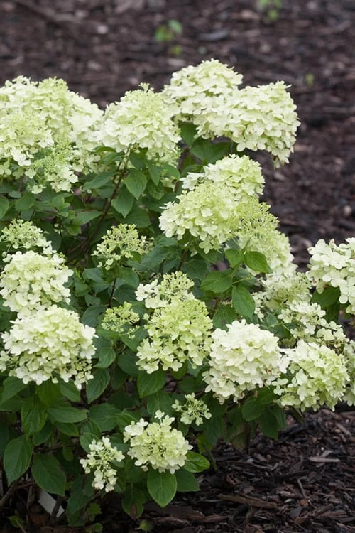 Little Lime Hydrangea - 2 Gallon Pot 3 Little Lime Hydrangea - 2 Gallon Pot