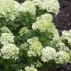 Little Lime Hydrangea - 3 Pack Of Quart Pots -Garden & Outdoor Sale Shop Hydrangea Little Lime 500x750 4