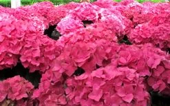 Merritts Supreme Hydrangea - 1 Gallon Pot -Garden & Outdoor Sale Shop Hydrangea Merrits Supreme Pink 12 1