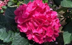 Merritts Supreme Hydrangea - 3 Gallon Pot -Garden & Outdoor Sale Shop Hydrangea Merrits Supreme Pink 13