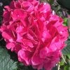 Merritts Supreme Hydrangea - 3 Gallon Pot -Garden & Outdoor Sale Shop Hydrangea Merrits Supreme Pink 15