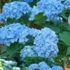 Mini Penny Hydrangea - 3 Gallon Pot -Garden & Outdoor Sale Shop Hydrangea Mini Penny 1 1