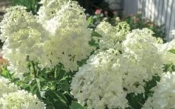Moon Dance Hydrangea - 2 Gallon Pot -Garden & Outdoor Sale Shop Hydrangea Mood Dance 4