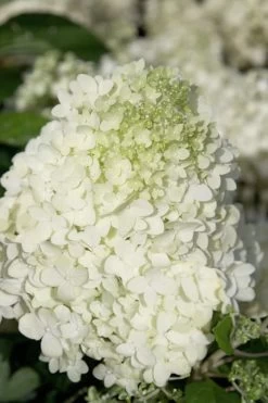 Moon Dance Hydrangea - 2 Gallon Pot -Garden & Outdoor Sale Shop Hydrangea Moon Dance 2