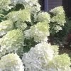 Moon Dance Hydrangea - 2 Gallon Pot -Garden & Outdoor Sale Shop Hydrangea Moon Dance 3