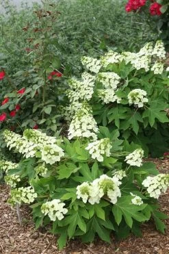 Munchkin Dwarf Oakleaf Hydrangea - 1 Gallon Pot -Garden & Outdoor Sale Shop Hydrangea Munchkin 11