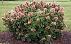 Munchkin Dwarf Oakleaf Hydrangea - 1 Gallon Pot -Garden & Outdoor Sale Shop Hydrangea Munchkin