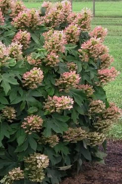 Munchkin Dwarf Oakleaf Hydrangea - 3 Gallon Pot -Garden & Outdoor Sale Shop Hydrangea Munchkin 500x750 3