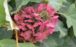 Munchkin Dwarf Oakleaf Hydrangea - 3 Gallon Pot -Garden & Outdoor Sale Shop Hydrangea Munchkin Bloom Closeup 2