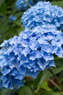 Nikko Blue Hydrangea - 2 Gallon Pot 15 Nikko Blue Hydrangea - 2 Gallon Pot -Garden & Outdoor Sale Shop Hydrangea Nikko Blue 10