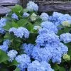 Nikko Blue Hydrangea - 2 Gallon Pot