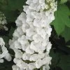 Alice Oakleaf Hydrangea - 3 Gallon Pot -Garden & Outdoor Sale Shop Hydrangea Oakleaf Alice 3