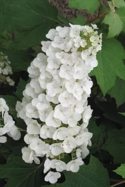Garden & Outdoor Sale Shop 46 Alice Oakleaf Hydrangea - 3 Gallon Pot